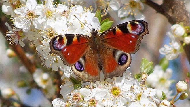 Tagpfauenauge auf blühendem Zweig
