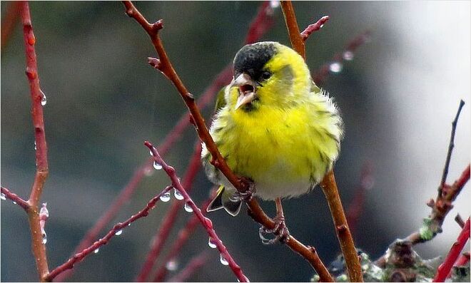 Zeisig im Regen