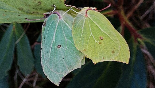 Zitronenfalterpärchen unter Schneerosenblättern