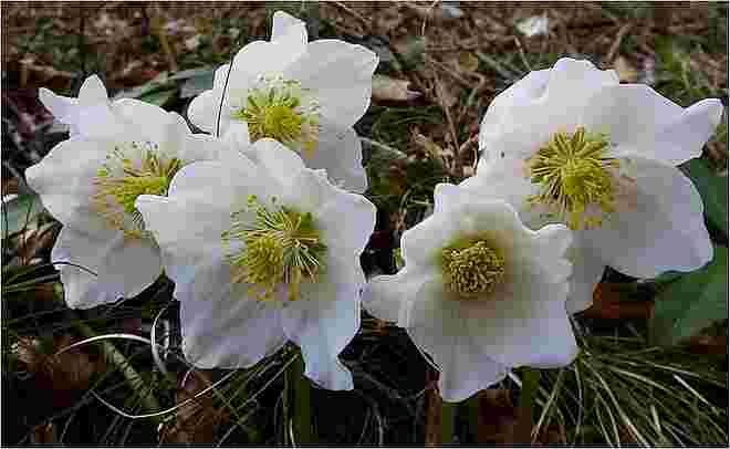 Schneerosen in voller Blüte