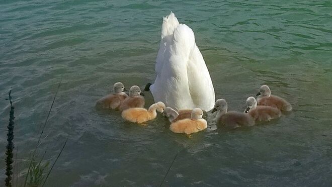 Vom herzigen Nachwuchs umringt