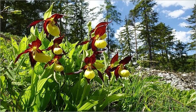 Frauenschuh am Fuße des Grimmings
