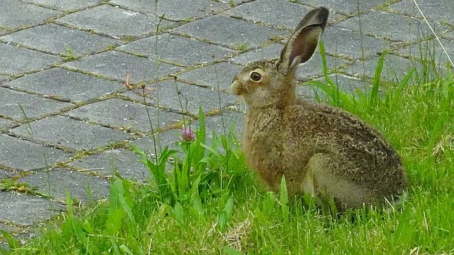 Auf Kurzbesuch in unserem Garten