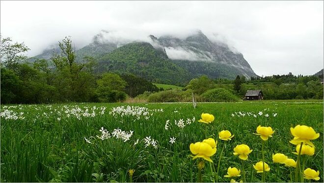 Leuchtendes Gelb vor wolkenverhangenem Grimming