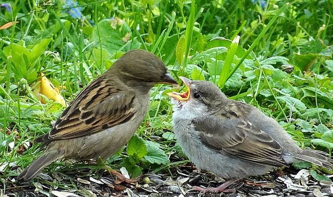 Hungriges Vogeljunges, fürsorgliche Mama