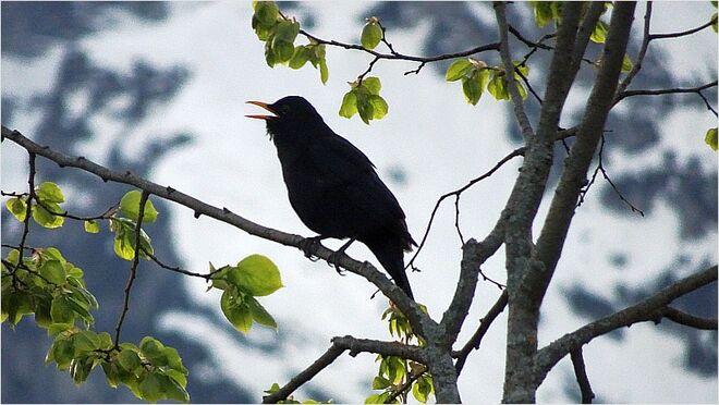 Amselgesang hoch oben in der Linde