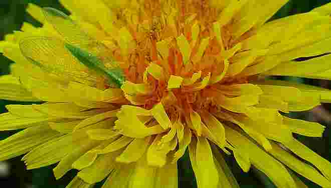 Löwenzahn mit grüner Florfliege