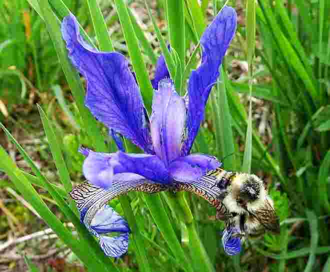 Sibirische Schwertlilie mit Hummel