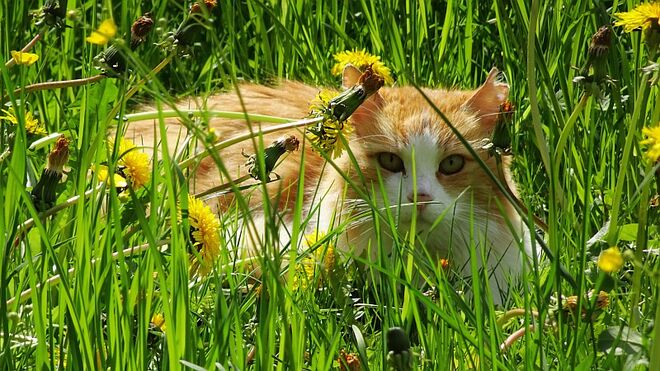 Im hohen Gras die Ruhe genießen