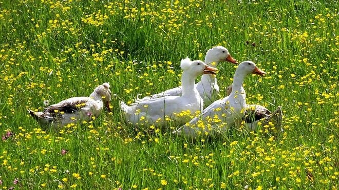 Lustige Gesellschaft