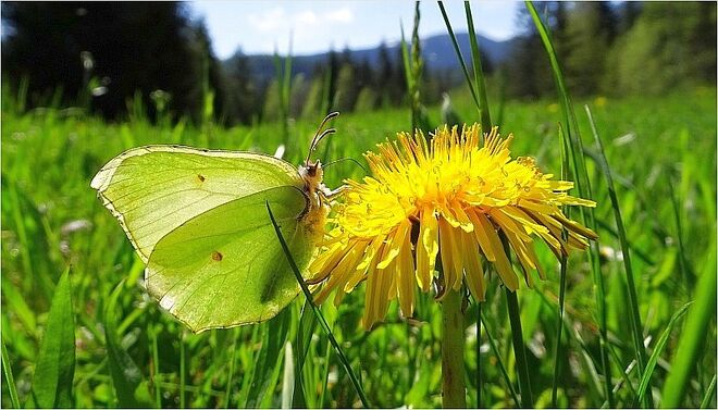 Zitronenfalter zu Gast beim Löwenzahn