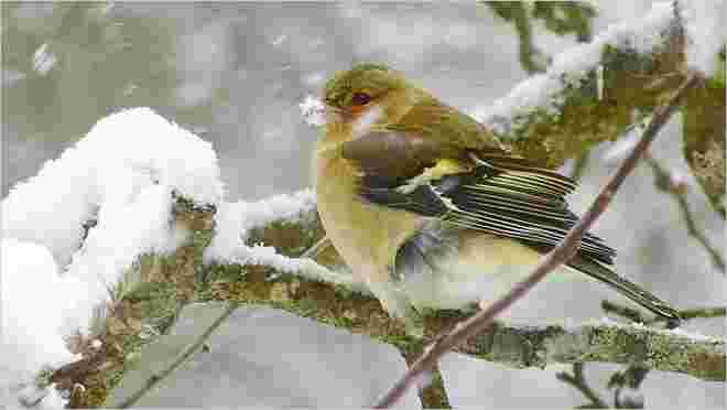 Buchfink mit "Schneeschnaberl"
