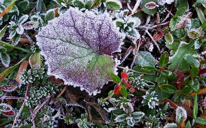 Blätter mit Eiskristallen verziert