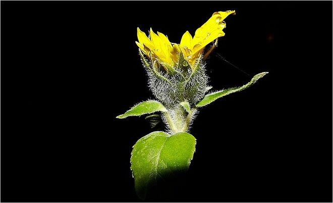 Leuchtendes Gelb im Dunkeln