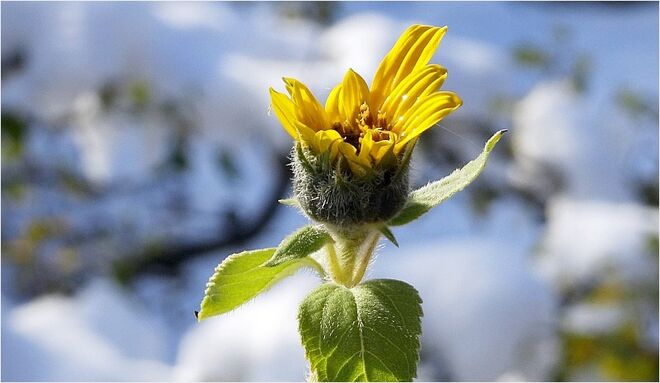 Sonnenblume in winterlicher Umgebung