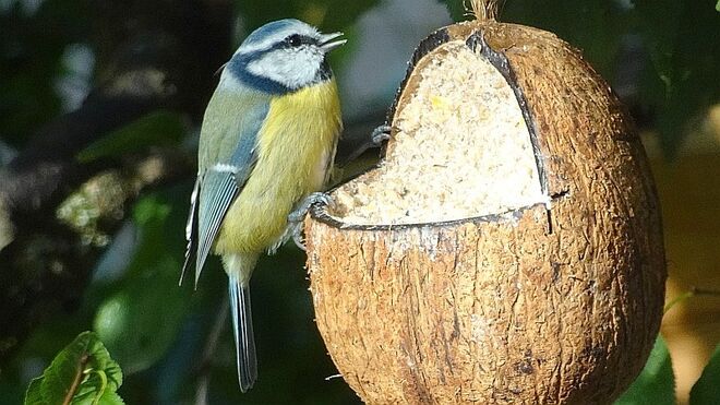 Blaumeise entdeckt Futterstelle