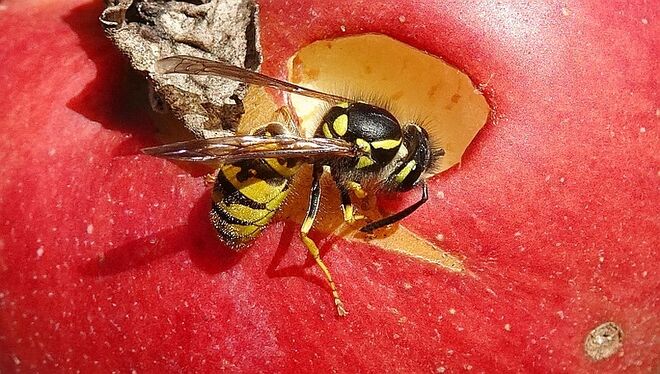 Süß, saftig, steirisch