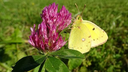 Goldene Acht zu Gast beim Roten Klee