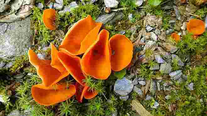 Gemeiner Orangebecherling