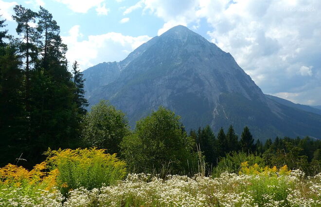 Blumenwiese vor dem Grimming