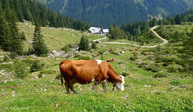 Im Naturpark Sölktäler  II
