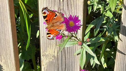 Blütenbesuch