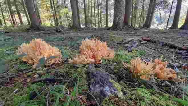 Korallen am Waldboden