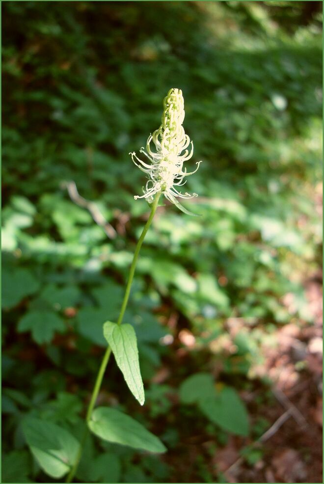 . . . weiße Teufelskralle . . . .