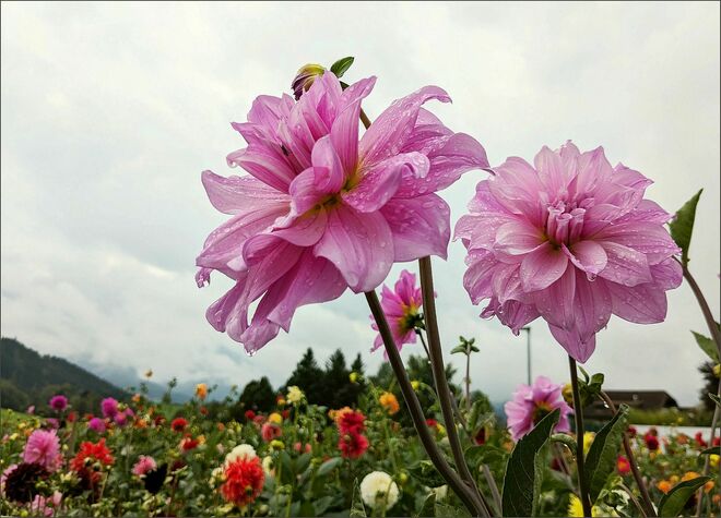 . . . hervorragend  . . .