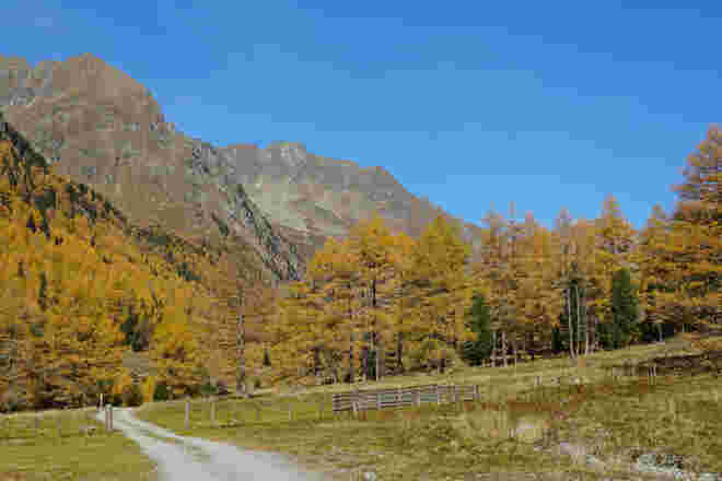 Lärchenwald im Oktober