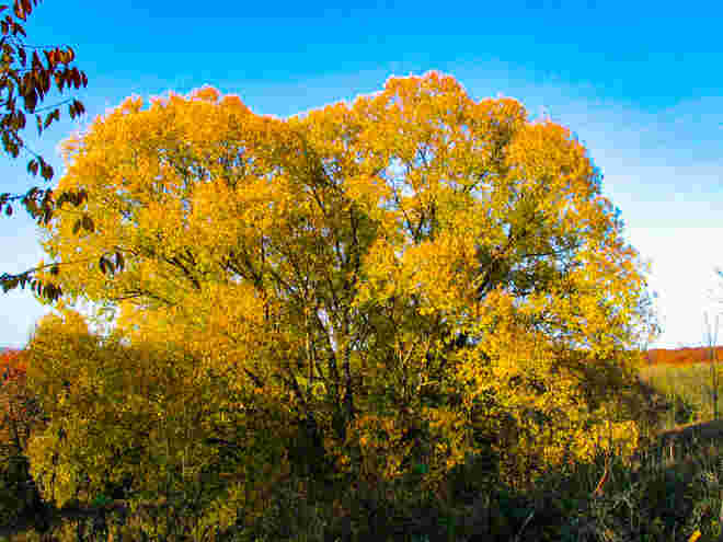mächtige Erle im Herbst