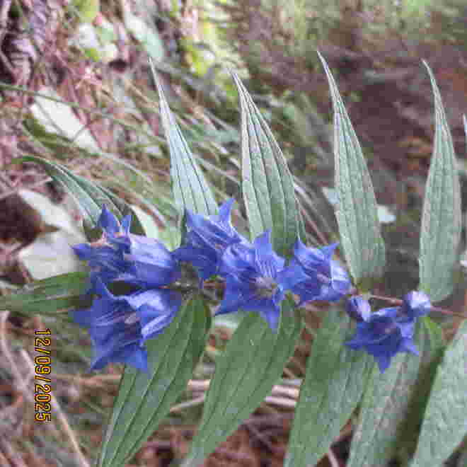  Herbstenzian
