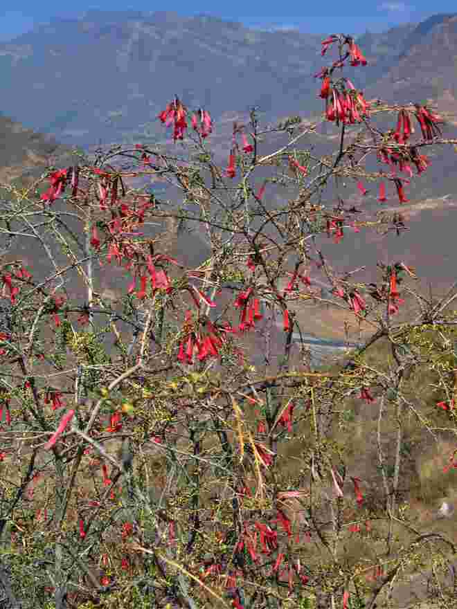 Cantua buxifolia - die Nationalblume Perus