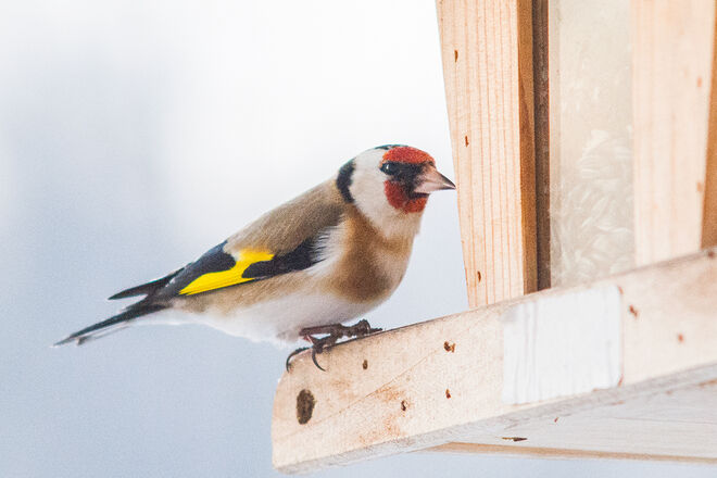 Stieglitz am Futterhäuschen