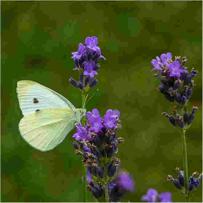 im Lavendel
