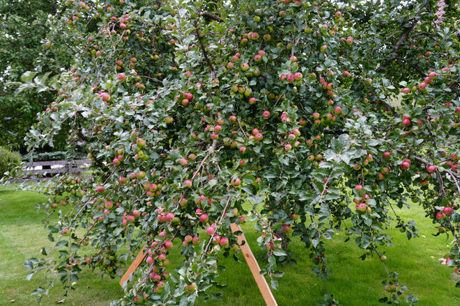 Äpfel,  Äpfel, Äpfel