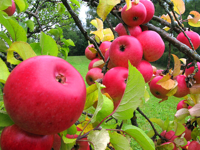 Knackig und appetitlich