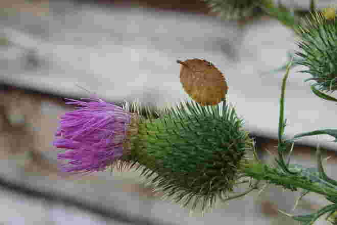 In einem verwunschenen Garten