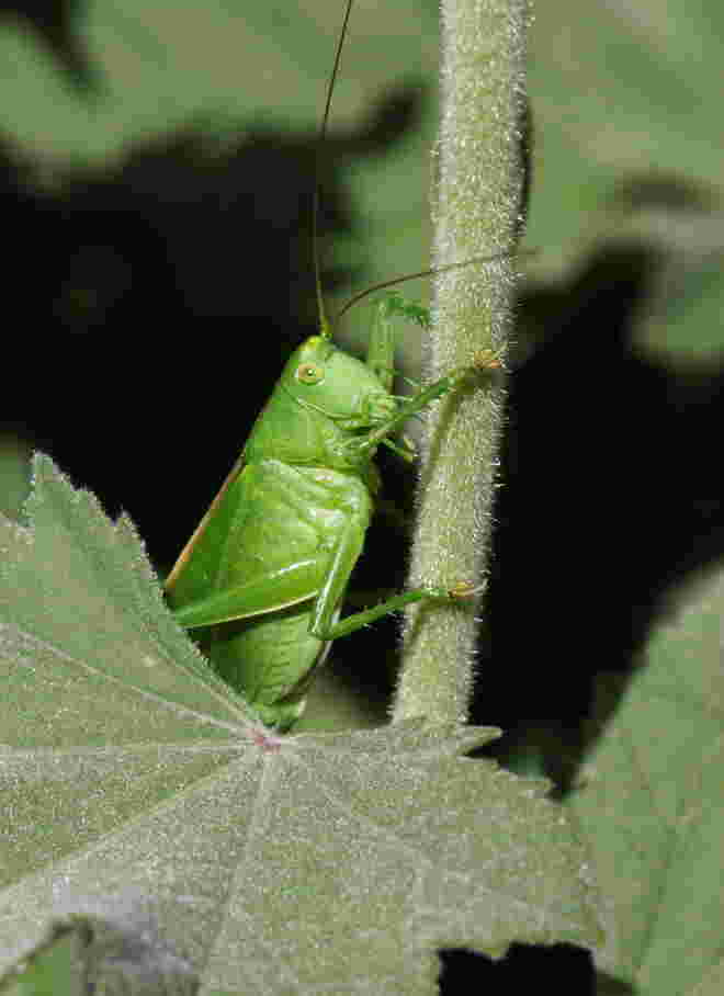 Lady in Green