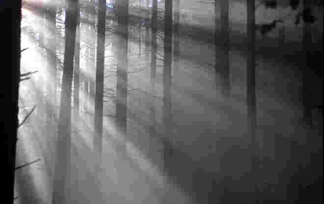 Herbstlicht im Wald