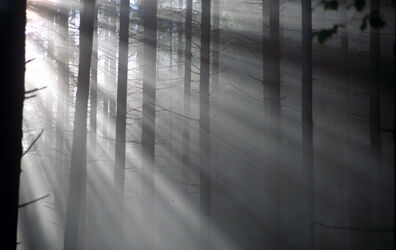 Herbstlicht im Wald