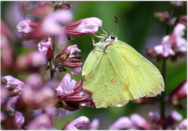 * Zitronenfalter an der Blütentankstelle *