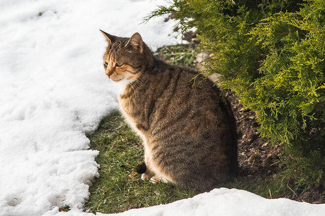 Leider wartet sie auf ein Vogerl