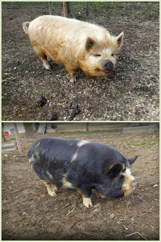 Kunekune Schweine