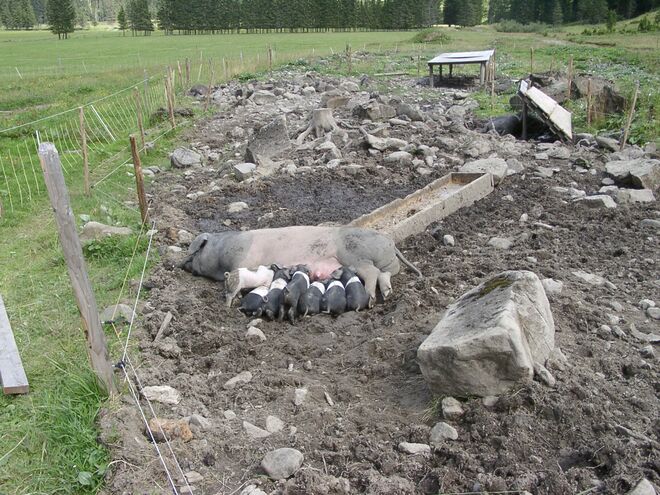 Mahlzeit: genug für alle