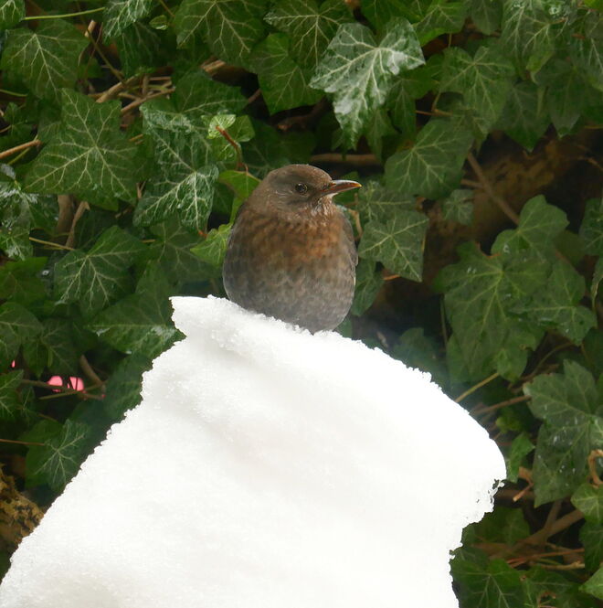 Aber bitte mit...Amsel ;-)
