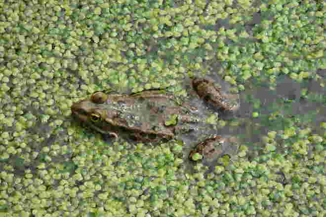 Froschkönig