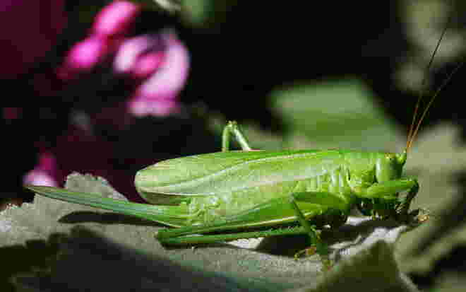 Lady in Green