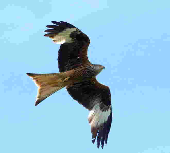 Milvus milvus