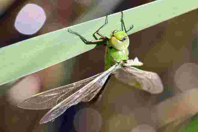 Libelle 